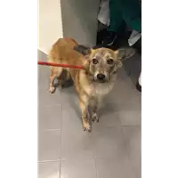 Foto dell\'animale cane - Matr. 2020/0189 - Microchip 380260043632020