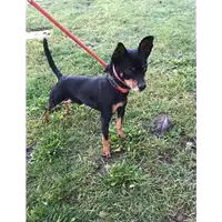 Foto dell\'animale cane - Matr. 2020/0190 - Microchip 380260043526856