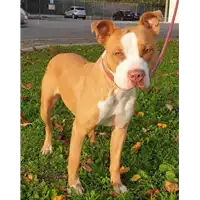 Foto dell\'animale cane - Matr. 2020/0199 - Microchip 380260043632423