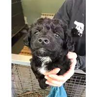Foto dell\'animale cane - Matr. 2020/0193 - Microchip 380260043523666