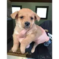 Foto dell\'animale cane - Matr. 2020/0194 - Microchip 380260043843682