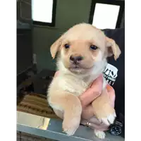 Foto dell\'animale cane - Matr. 2020/0196 - Microchip 380260043523807