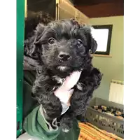 Foto dell\'animale cane - Matr. 2020/0197 - Microchip 380260043524031