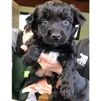 Foto dell\'animale cane - Matr. 2020/0198 - Microchip 380260043527125