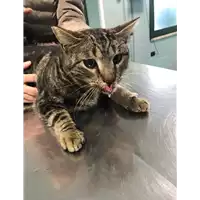 Foto dell\'animale gatto - Matr. 2020/0202 - Microchip 380260043847256