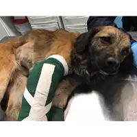 Foto dell\'animale cane - Matr. 2020/0201 - Microchip 380260043847236