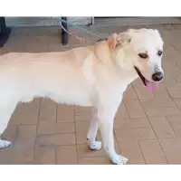 Foto dell\'animale cane - Matr. 2020/0207 - Microchip 380260002884884