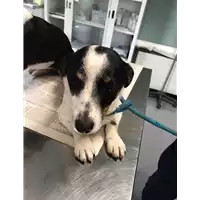 Foto dell\'animale cane - Matr. 2020/0204 - Microchip 380260044114083
