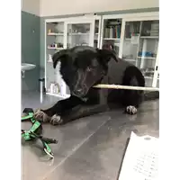 Foto dell\'animale cane - Matr. 2017/0373 - Microchip 380260043147376