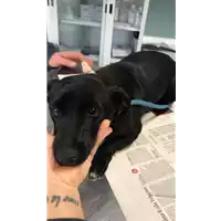 Foto dell\'animale cane - Matr. 2020/0205 - Microchip 380260044115026