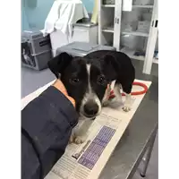 Foto dell\'animale cane - Matr. 2020/0203 - Microchip 380260101242120