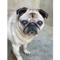 Foto dell\'animale cane - Matr. 2020/0208 - Microchip 380260043846566