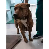 Foto dell\'animale cane - Matr. 2020/0209 - Microchip 380260043631880