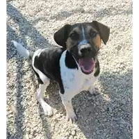 Foto dell\'animale cane - Matr. 2020/0210 - Microchip 380260043631764