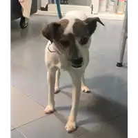 Foto dell\'animale cane - Matr. 2020/0211 - Microchip 380260043631598