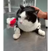 Foto dell\'animale gatto - Matr. 2020/0213 - Microchip 380260043631775