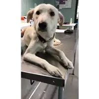 Foto dell\'animale cane - Matr. 2020/0216 - Microchip 380260043534993