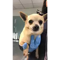 Foto dell\'animale cane - Matr. 2020/0218 - Microchip 380260000346785