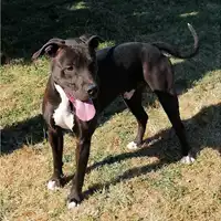 Foto dell\'animale cane - Matr. 2020/0217 - Microchip 380260043531639