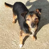 Foto dell\'animale cane - Matr. 2019/2144 - Microchip 380260043869595