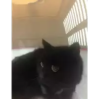 Foto dell\'animale gatto - Matr. 2020/0222 - Microchip 380260043846714