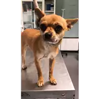 Foto dell\'animale cane - Matr. 2017/0377 - Microchip 380260043147024