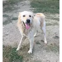 Foto dell\'animale cane - Matr. 2018/0615 - Microchip 380260043507330