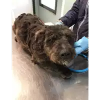 Foto dell\'animale cane - Matr. 2019/2610 - Microchip 380260043853265