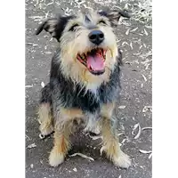 Foto dell\'animale cane - Matr. 2019/2515 - Microchip 380260043707779
