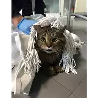 Foto dell\'animale gatto - Matr. 2020/0224 - Microchip 380260043527059