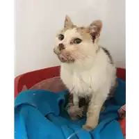 Foto dell\'animale gatto - Matr. 2017/0372 - Microchip 380260100562239