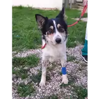 Foto dell\'animale cane - Matr. 2020/0232 - Microchip 380260043535256