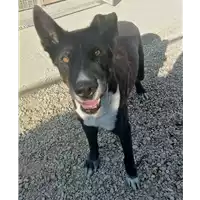 Foto dell\'animale cane - Matr. 2020/0239 - Microchip 380260043534583