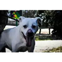Foto dell\'animale cane - Matr. 2006/0006 - Microchip 380098100809189