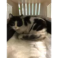 Foto dell\'animale gatto - Matr. 2020/0241 - Microchip 380260043632259
