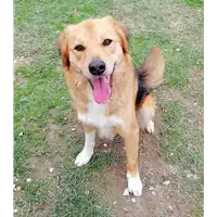 Foto dell\'animale cane - Matr. 2018/2667 - Microchip 380260043853967