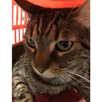 Foto dell\'animale gatto - Matr. 2020/0246 - Microchip 380260043632392