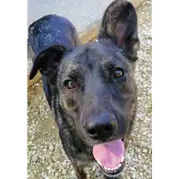 Foto dell\'animale cane - Matr. 2020/0254 - Microchip 380260043846982