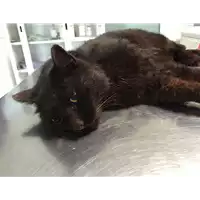gatto - Matr. 2020/0255 - Microchip 380260043844482