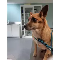 cane - Matr. 2020/0257 - Microchip 380260043846804