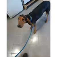 cane - Matr. 2020/0260 - Microchip 380260002977963