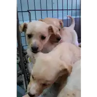 Foto dell\'animale cane - Matr. 2020/0261 - Microchip 380260043523563