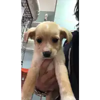 Foto dell\'animale cane - Matr. 2020/0262 - Microchip 380260043527269
