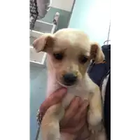 Foto dell\'animale cane - Matr. 2020/0263 - Microchip 380260043527083