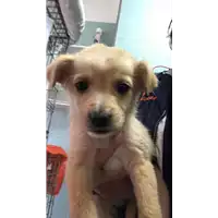 Foto dell\'animale cane - Matr. 2020/0264 - Microchip 380260043527305