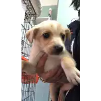 Foto dell\'animale cane - Matr. 2020/0265 - Microchip 380260043526840