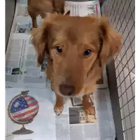 Foto dell\'animale cane - Matr. 2020/0266 - Microchip 380260043843580