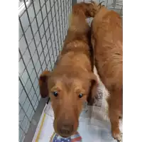 Foto dell\'animale cane - Matr. 2020/0267 - Microchip 380260043527300