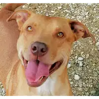 Foto dell\'animale cane - Matr. 2019/1995 - Microchip 380260043869609