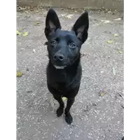 Foto dell\'animale cane - Matr. 2019/1582 - Microchip 380260043844110